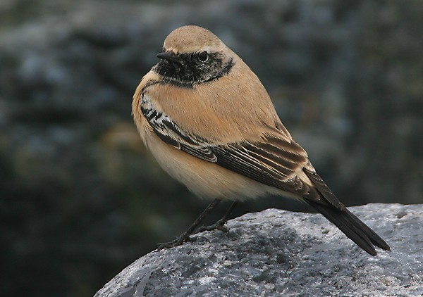 Desert Wheatear