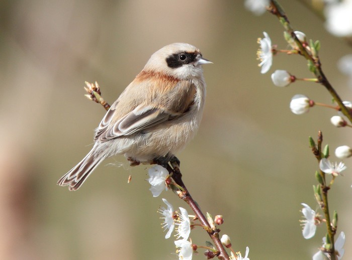 Penduline Tit