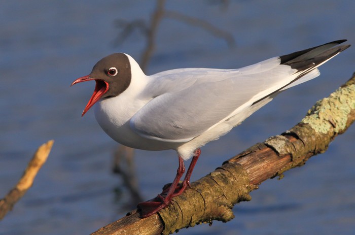 Black-headed Gull