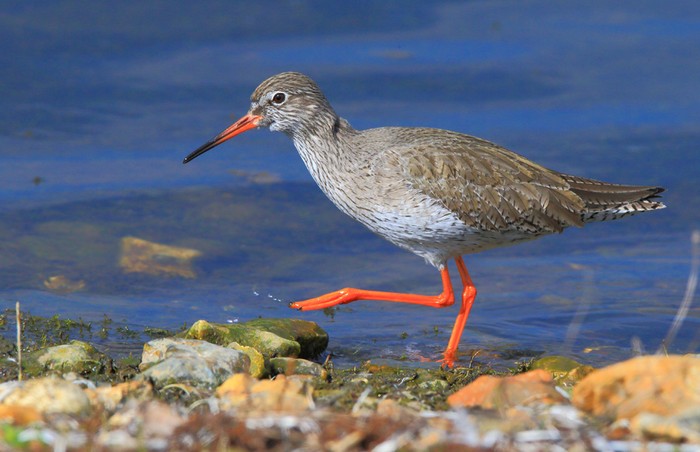Redshank