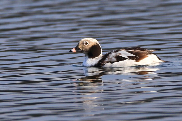 Long-tailed Duck
