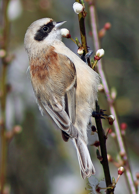 Penduline Tit