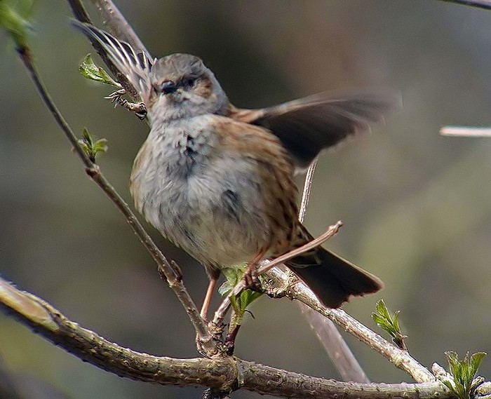 Dunnock