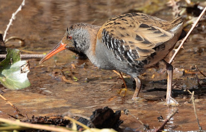 Water Rail