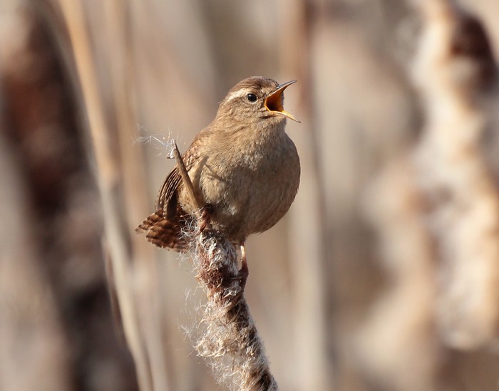 Wren