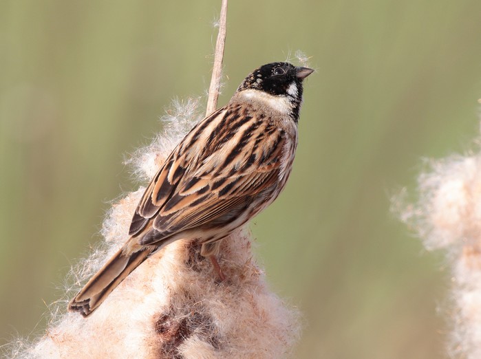 Reed Bunting