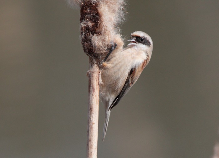 Penduline Tit