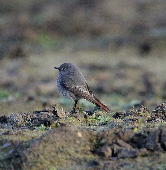 Black Redstart