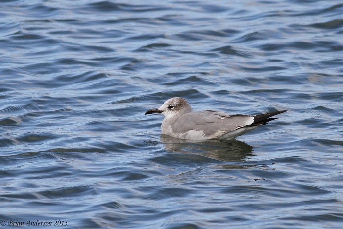Laughing Gull