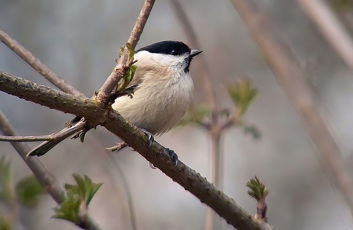 Marsh Tit