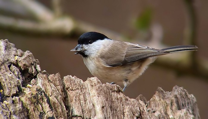 Marsh Tit