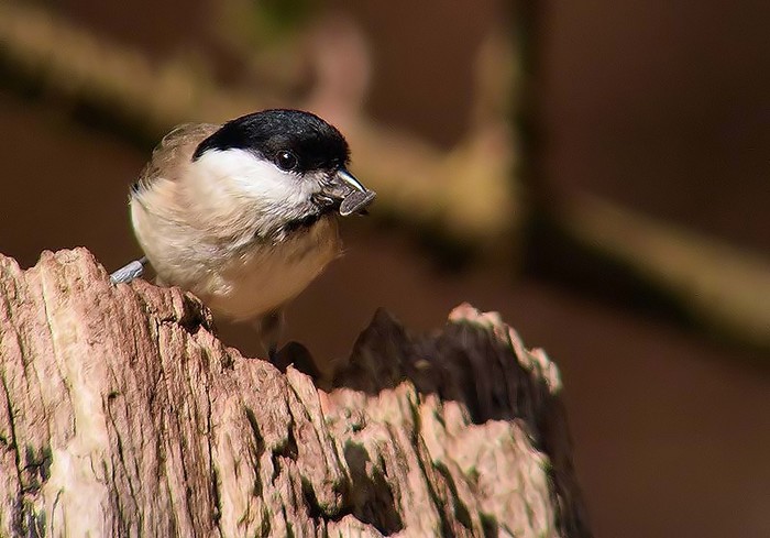Marsh Tit