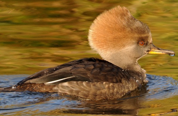 Hooded Merganser