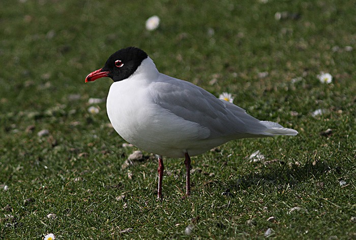 Mediterranean Gull