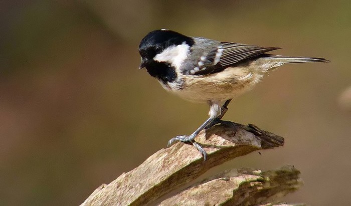 Coal Tit