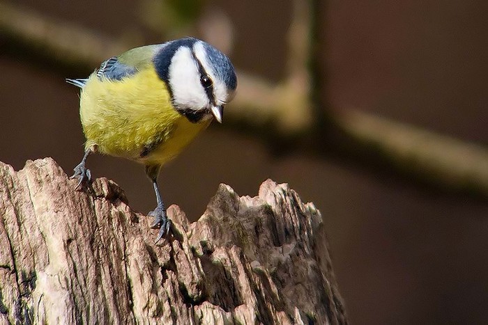 Blue Tit