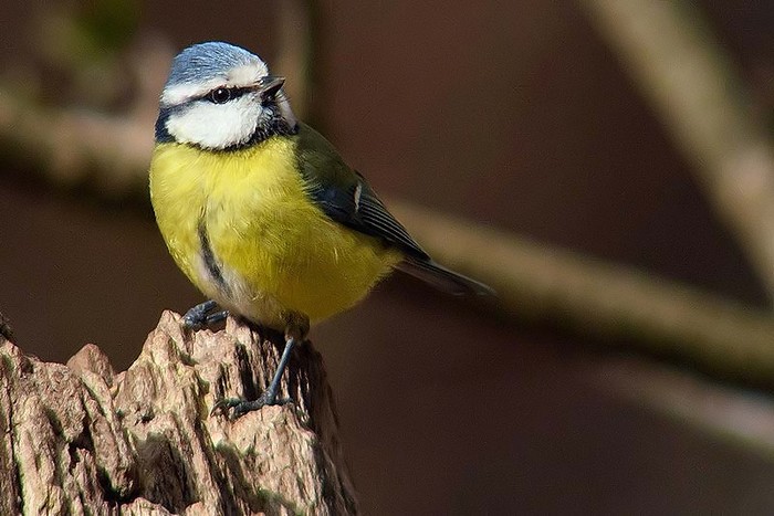 Blue Tit