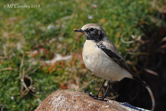 Desert Wheatear