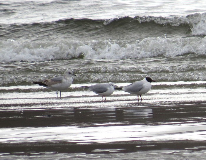 Bonaparte's Gull