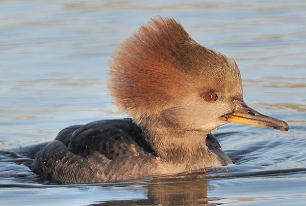 Hooded Merganser