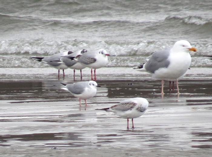 Bonaparte's Gull