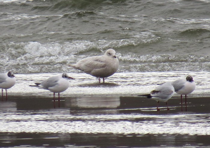 Kumlien's Gull