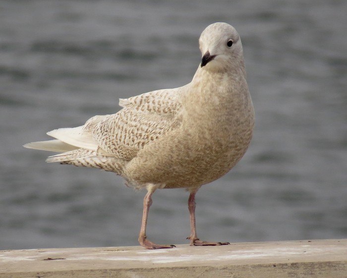 Iceland Gull