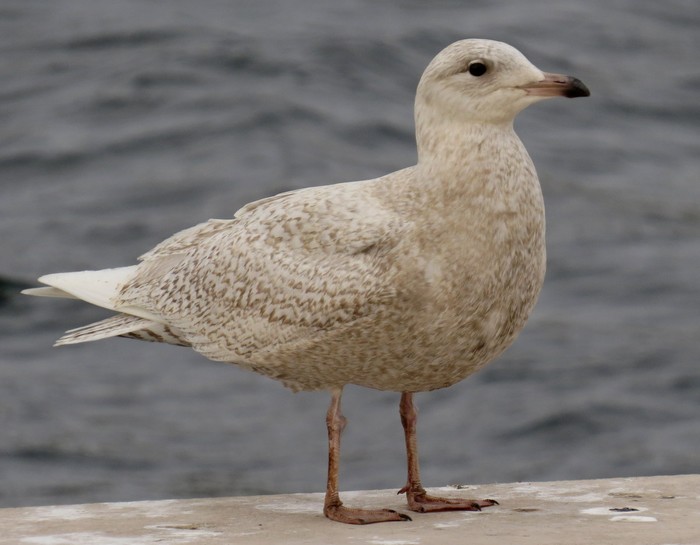 Iceland Gull