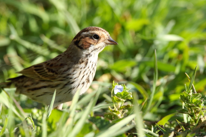 Little Bunting