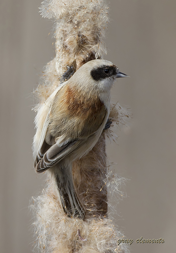 Penduline Tit