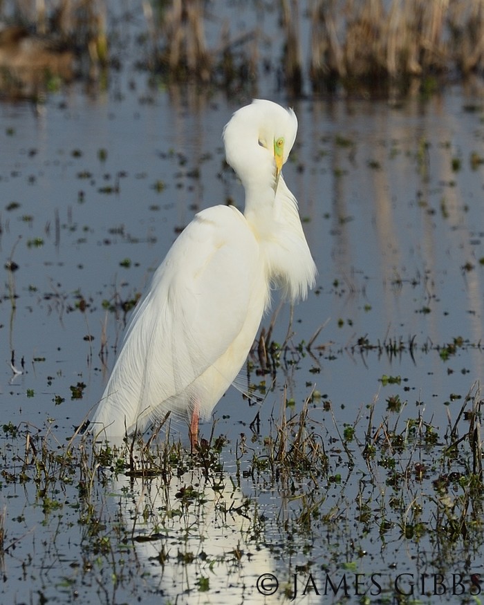 Great White Egret
