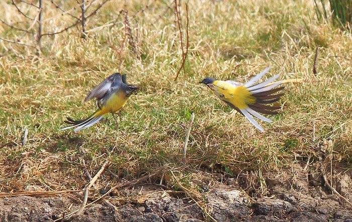 Grey Wagtail