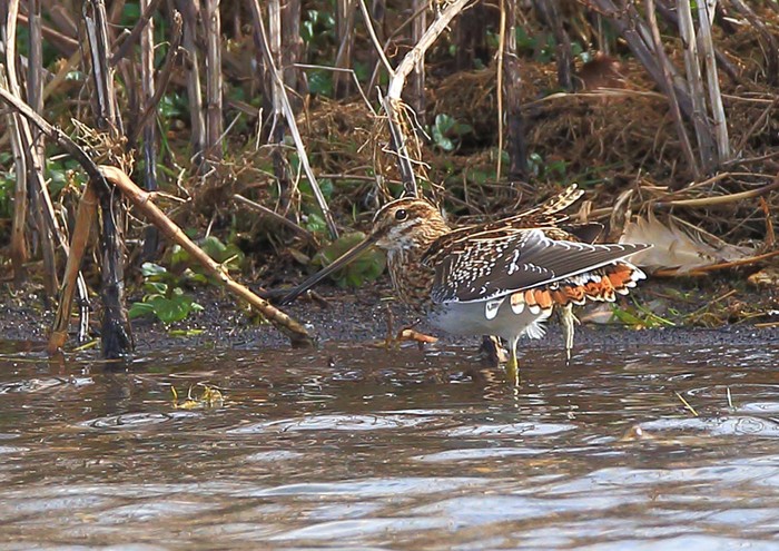 Snipe
