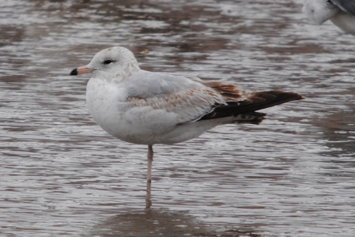 Ring-billed Gull