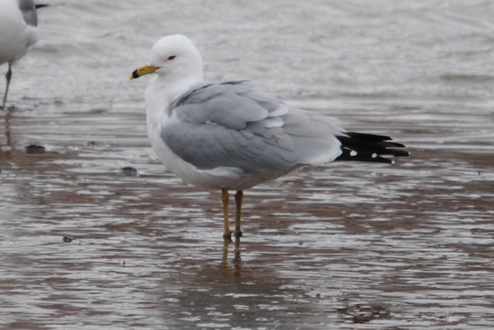 Ring-billed Gull