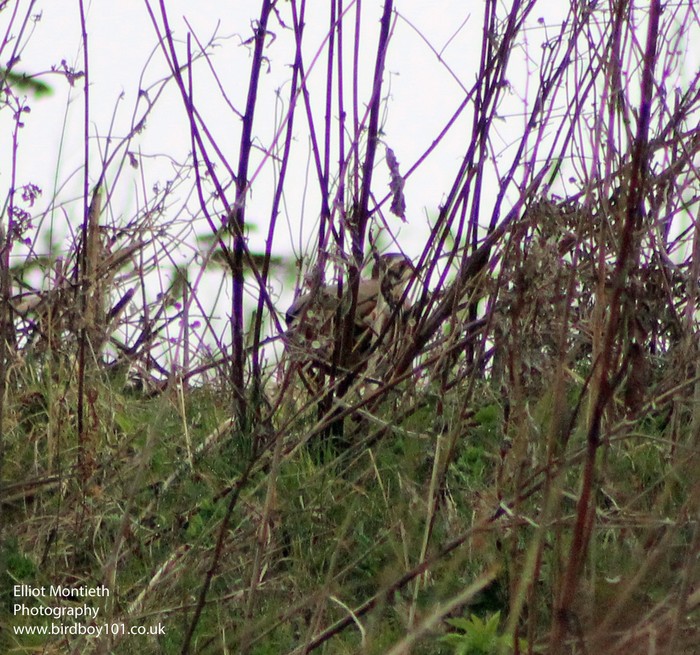 Red-legged Partridge