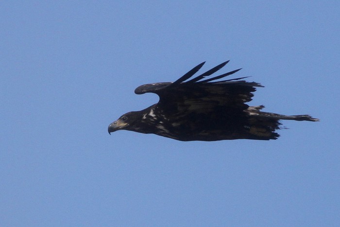 White-tailed Eagle