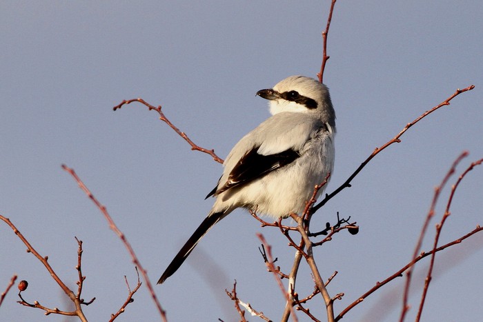 Great Grey Shrike