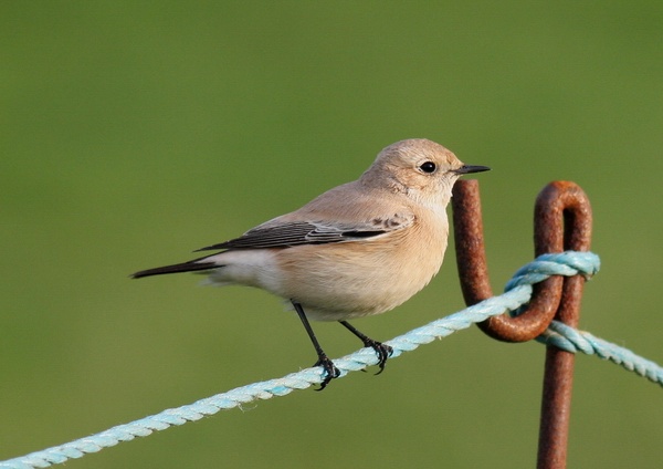 Desert Wheatear