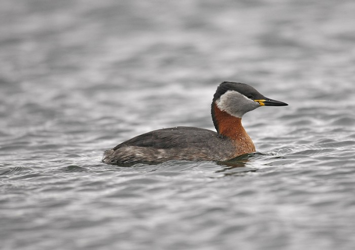 Red-necked Grebe