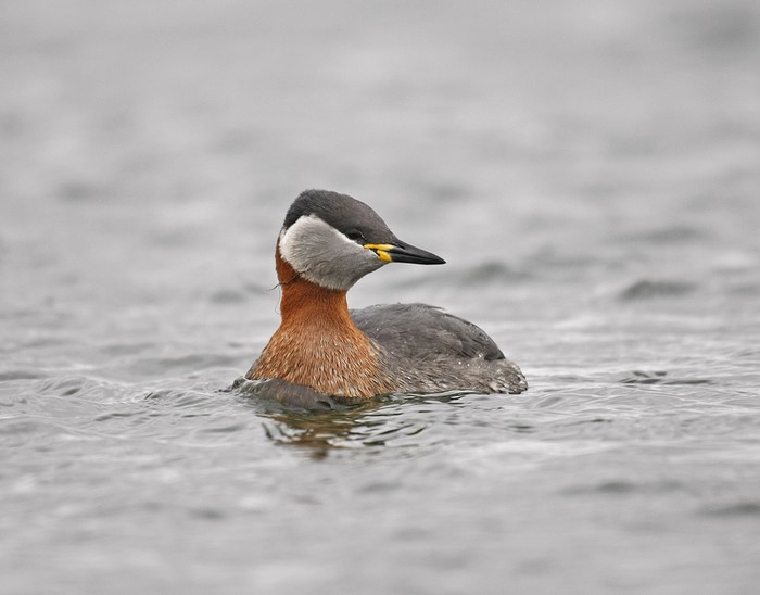 Red-necked Grebe