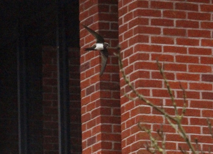 Alpine Swift