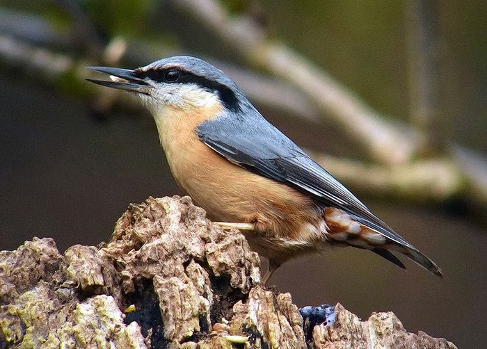 Nuthatch