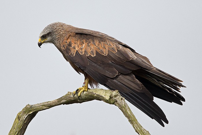 black kite