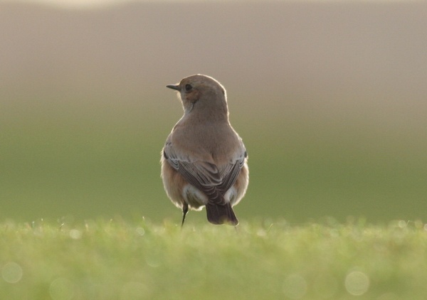 Desert Wheatear