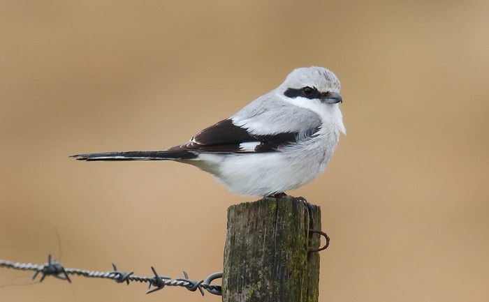 Great Grey Shrike