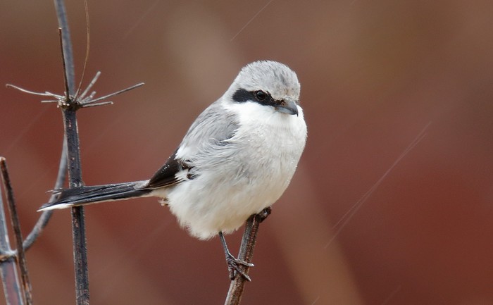 Great Grey Shrike