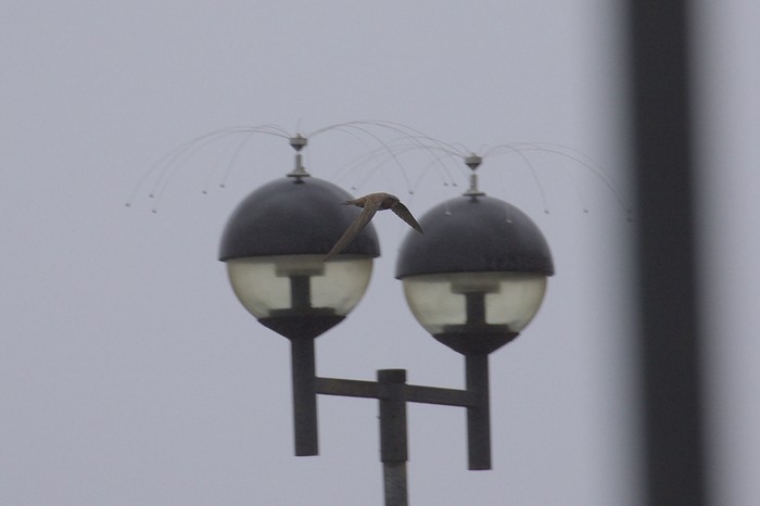 Alpine Swift