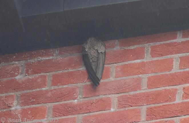 Alpine Swift