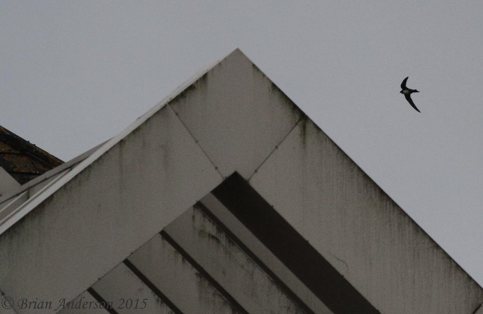 Alpine Swift